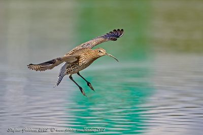 Chiurlo maggiore (Numenius arquata) - Eurasian Curlew