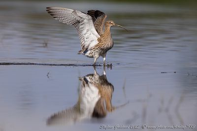 Chiurlo maggiore (Numenius arquata) - Eurasian Curlew