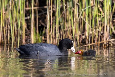 Folaga (Fulica atra) - Coot