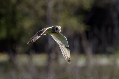 Gufo di palude (Asio flammeus) - Short-eared Owl