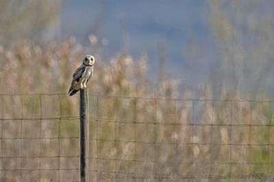 Gufo di palude (Asio flammeus) - Short-eared Owl