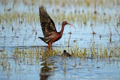 Mignattaio (Plegadis falcinellus) - Glossy Ibis