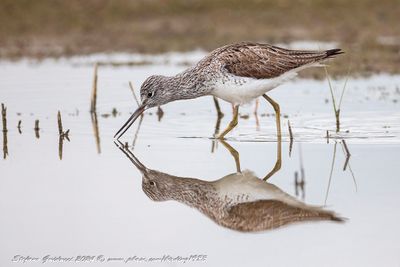 Pantana (Tringa nebularia) - Common Greenshank