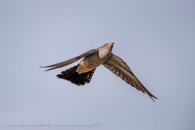 Cuculo (Cuculus canoru) - Common Cuckoo