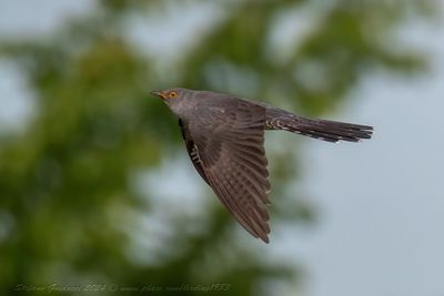 Cuculo (Cuculus canoru) - Common Cuckoo