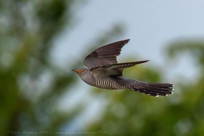 Cuculo (Cuculus canoru) - Common Cuckoo
