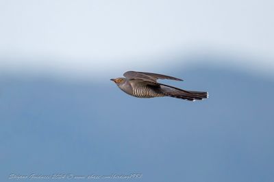 Cuculo (Cuculus canoru) - Common Cuckoo