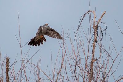 Cuculo (Cuculus canoru) - Common Cuckoo