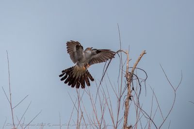 Cuculo (Cuculus canoru) - Common Cuckoo