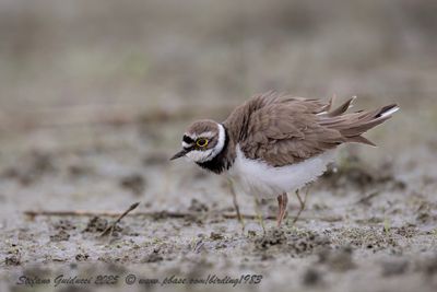 Corriere piccolo (Thinornis dubius) - Little Ringed Plover