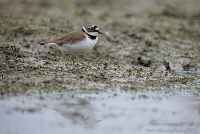 Corriere piccolo (Thinornis dubius) - Little Ringed Plover