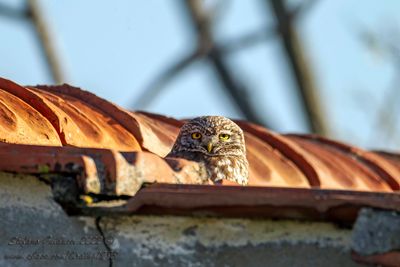 Civetta (Athene noctua) - Little Owl