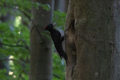Picchio nero (Dryocopus martius) - Black Woodpecker