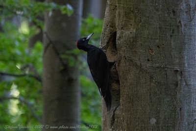 Picchio nero (Dryocopus martius) - Black Woodpecker