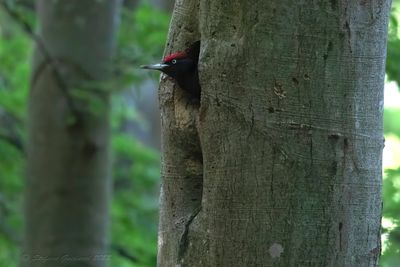 Picchio nero (Dryocopus martius) - Black Woodpecker