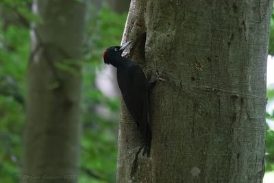 Picchio nero (Dryocopus martius) - Black Woodpecker