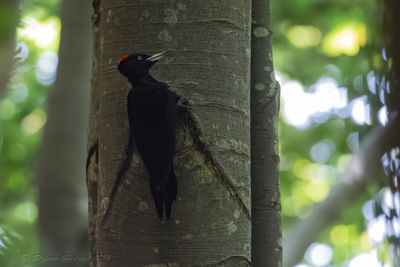 Picchio nero (Dryocopus martius) - Black Woodpecker