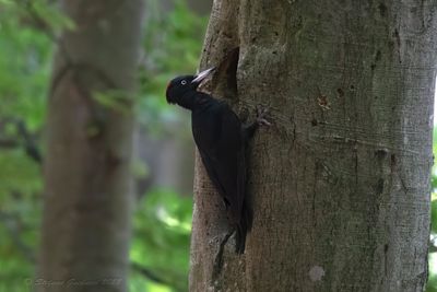 Picchio nero (Dryocopus martius) - Black Woodpecker