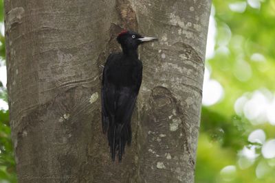 Picchio nero (Dryocopus martius) - Black Woodpecker