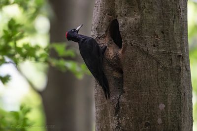 Picchio nero (Dryocopus martius) - Black Woodpecker