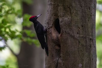 Picchio nero (Dryocopus martius) - Black Woodpecker