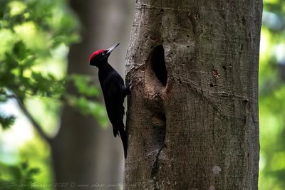 Picchio nero (Dryocopus martius) - Black Woodpecker