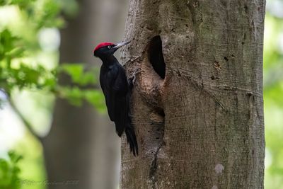 Picchio nero (Dryocopus martius) - Black Woodpecker