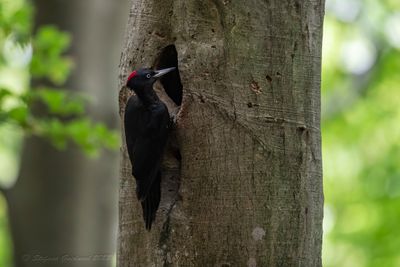Picchio nero (Dryocopus martius) - Black Woodpecker