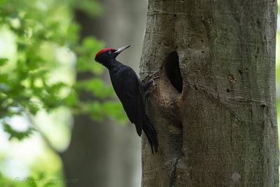 Picchio nero (Dryocopus martius) - Black Woodpecker