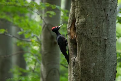 Picchio nero (Dryocopus martius)