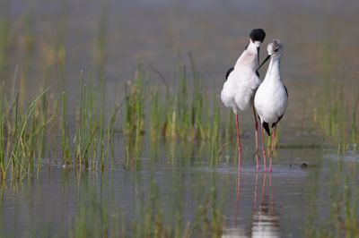 Cavaliere d'Italia (Himantopus himantopus) - Black-winged Stilt