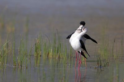 Cavaliere d'Italia (Himantopus himantopus) - Black-winged Stilt