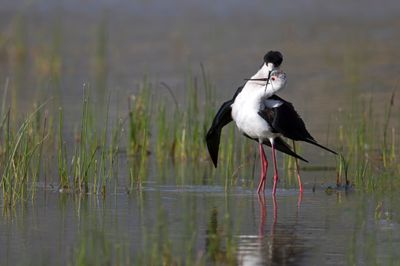 Cavaliere d'Italia (Himantopus himantopus) - Black-winged Stilt