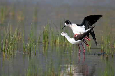 Cavaliere d'Italia (Himantopus himantopus) - Black-winged Stilt