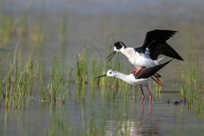 Cavaliere d'Italia (Himantopus himantopus) - Black-winged Stilt