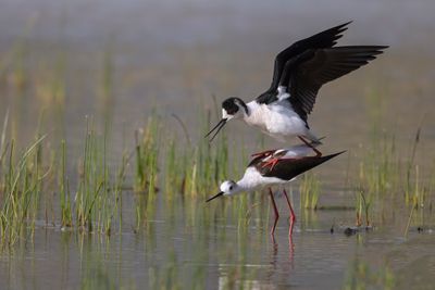 Cavaliere d'Italia (Himantopus himantopus) - Black-winged Stilt