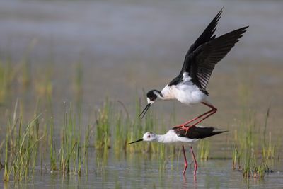 Cavaliere d'Italia (Himantopus himantopus) - Black-winged Stilt
