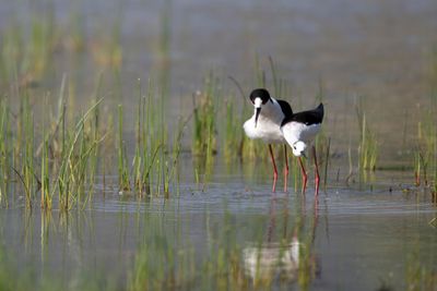 Cavaliere d'Italia (Himantopus himantopus) - Black-winged Stilt