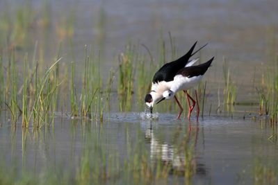Cavaliere d'Italia (Himantopus himantopus) - Black-winged Stilt