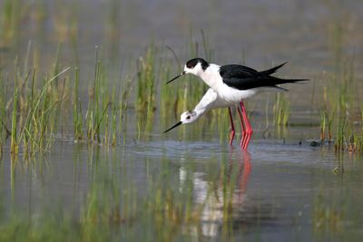 Cavaliere d'Italia (Himantopus himantopus) - Black-winged Stilt