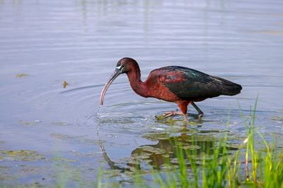 Mignattaio (Plegadis falcinellus) - Glossy Ibis