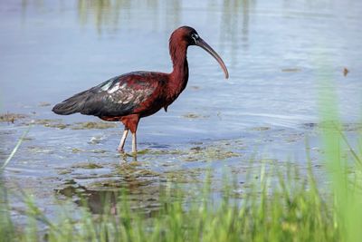 Mignattaio (Plegadis falcinellus) - Glossy Ibis