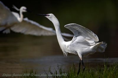 Garzetta (Egretta garzetta) - Little egret