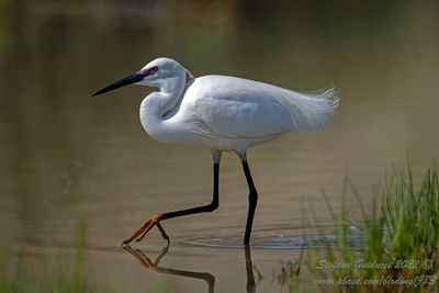 Garzetta (Egretta garzetta) - Little egret