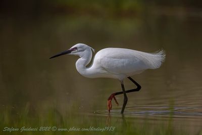 Garzetta (Egretta garzetta) - Little egret