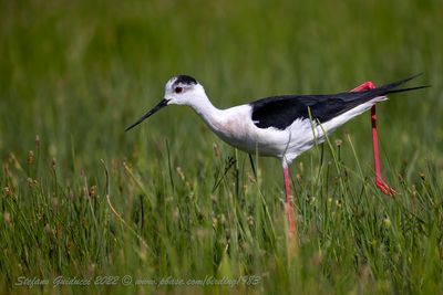 Cavaliere d'Italia (Himantopus himantopus) - Black-winged Stilt