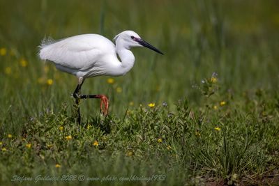 Garzetta (Egretta garzetta) - Little egret