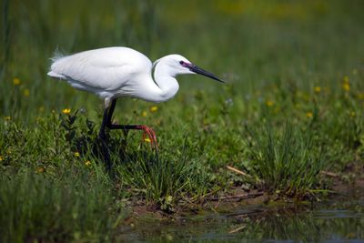 Garzetta (Egretta garzetta) - Little egret