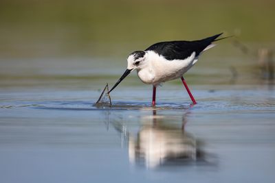 Cavaliere d'Italia (Himantopus himantopus) - Black-winged Stilt