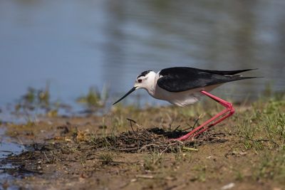 Cavaliere d'Italia (Himantopus himantopus) - Black-winged Stilt